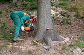 Risk Assessment & Method Statement for Tree Work